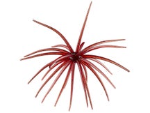 Hag's Prickly Pear Jr 9.9mm Creature Bait 2pk