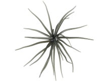 Hag's Prickly Pear Jr 10mm Creature Bait 2pk