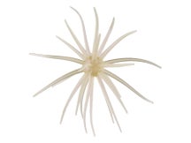 Hideup Kyu Coike Creature Bait 3pk