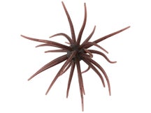 Hideup Kyu Coike Creature Bait 3pk