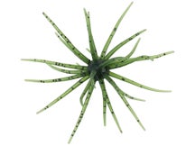 Hideup Kyu Coike Creature Bait 3pk