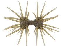 Imakatsu Dumbbell Crab Elastomer 22mm 2pk