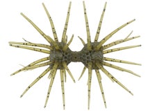 Imakatsu Dumbbell Crab Elastomer 22mm 2pk