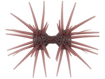 Imakatsu Dumbbell Crab Elastomer 22mm 2pk