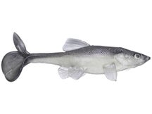 Little Creeper All American 8" Trash Fish Swimbaits