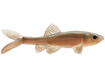 Little Creeper All American Trash Fish Swimbaits 2pk