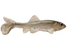 Little Creeper All American Trash Fish Swimbaits 2pk