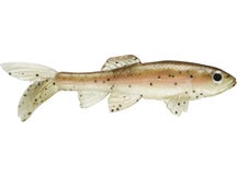 Little Creeper All American Trash Fish Swimbaits 2pk