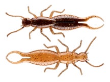 Max4 Fishing Earwig 
