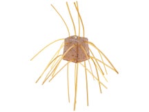 OSP 14mm Saikoro Dice Non-Salt Invincible Shrimp