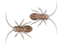 OSP Orikanemushi II Insect Soft Bait 1.4" 2pk