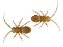 OSP Orikanemushi II Insect Soft Bait 1.4" 2pk