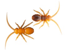 OSP Orikanemushi II Insect Soft Bait 1.4" 2pk