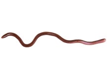 OSP MMZ Worm