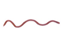 OSP MMZ Worm