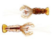 Outkast Tackle Poppin Craw