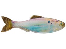 6th Sense Plump Panorama