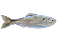 6th Sense Plump Panorama