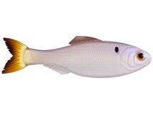 6th Sense Panorama  Clearwater Shad 2" 8pk