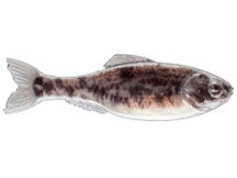 6th Sense Panorama  Live Goby 2" 8pk