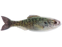 6th Sense Panorama Live Crappie 2" 8pk