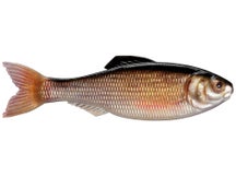 6th Sense Panorama Shad