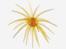 Queen Tackle Porcupine Ball Dead Center Beast 25mm 1pk