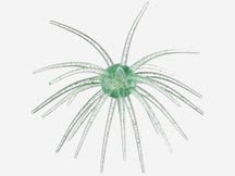 Queen Tackle Porcupine Ball Dead Center Beast 25mm 1pk