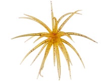 Queen Tackle Porcupine Ball Baby 8mm 2pk