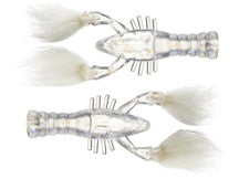 Rabid Baits Rabid Craw 4pk