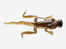 Rebel Tadpole