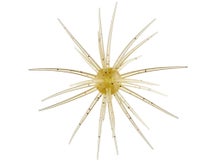 Hideup Coike 17mm Creature Bait