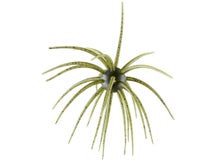 Hideup Coike 17mm Green Pumpkin US