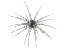 Hideup Coike 17mm Creature Bait