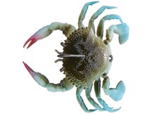 Savage Gear Duratech RTF Crab