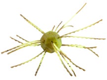 Strike King Mag Tumbleweed Float Summer Craw