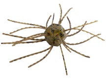 Strike King Mag Tumbleweed Salted