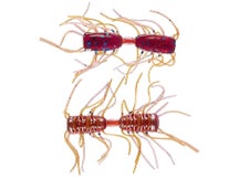 Strike King Sexy Bug Plum Crazy Craw 2"