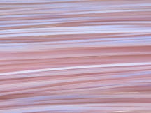 Skirts Unlimited Solid Color Skirts 10pk