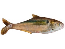 True Bass Texas Shad LT Swimbait 6" Threadfin Fast