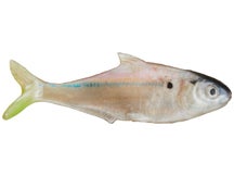 True Bass Texas Shad LT Swimbait 6" TVA Shad Fast