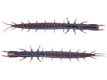 Tackle HD HD Mega Mite 8pk