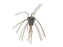 Xzone Stealth Finesse Series GBO Salted Dice 4pk