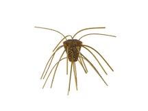 Xzone Stealth Finesse Series GBO Salted Dice 4pk