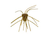 Xzone Stealth Finesse Series GBO Non-Salted Dice 4pk