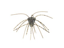 Xzone Stealth Finesse Series GBO Non-Salted Dice 4pk