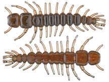 Yum Hellgrammite 3" 8pk