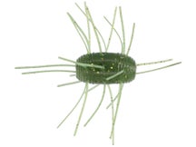 Yamamoto Fuzzy Nut