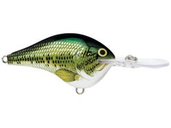 Rapala DT-6 Caribbean Shad – Fat Nancy's Tackle Shop