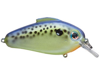 Bill Lewis Echo 1.75 Squarebill Crankbaits